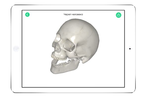 实验室中高精度的人类颅骨 3D 模型